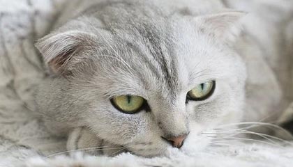 九游app下载中心-勇士球员在战术模拟中展现极强比赛智商，nba勇士战术