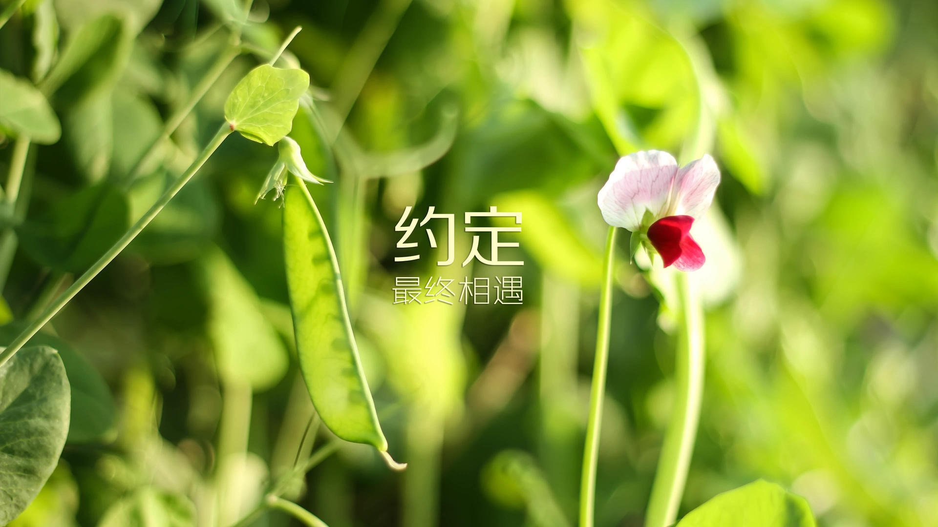 积分榜：联赛前列球队最新战况一览，足球前十联赛
